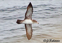 Puffinus creatopus